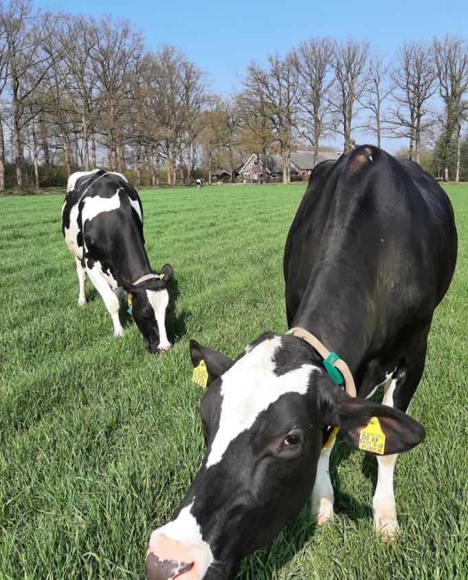 Hoeve De Laan Woudenberg Exteriör bild